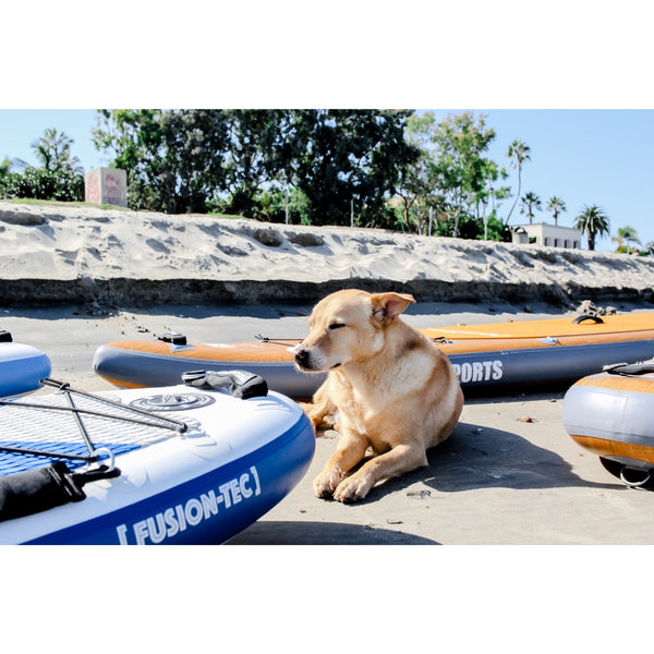 dog next to bay sports Inflatable Stand Up Paddle Boards 