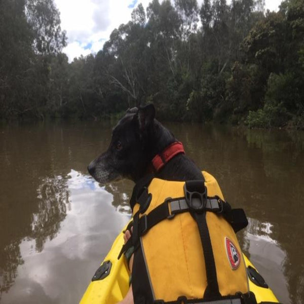 Dog on front of Bighead kayak