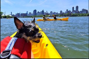 Kayaking with pets