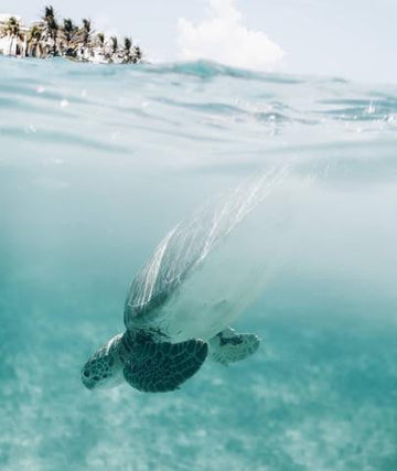 Turtles, coral & lost treasures..