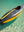 Voyager 385 sit in inflatable kayak