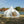 Luxury Canvas Lotus Celestial 5m Transparent Roof Tent