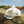 Luxury Canvas Lotus Celestial 5m Transparent Roof Tent