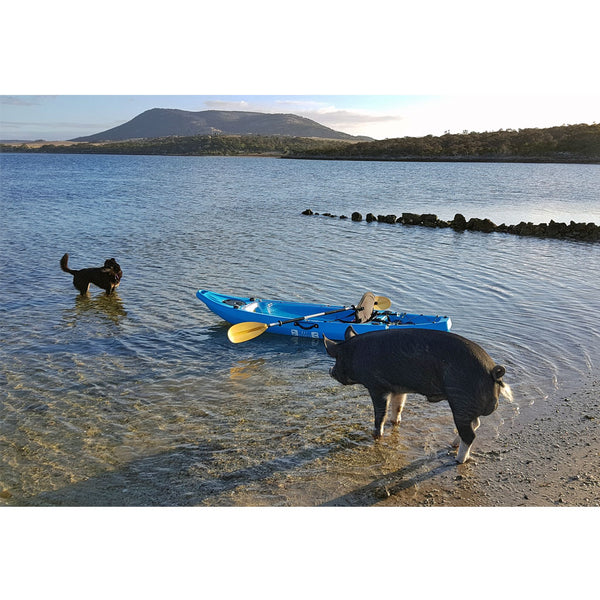 ClearView 2 Clear Bottom Kayak Blue on Beach with Dog and Pig (rear view)